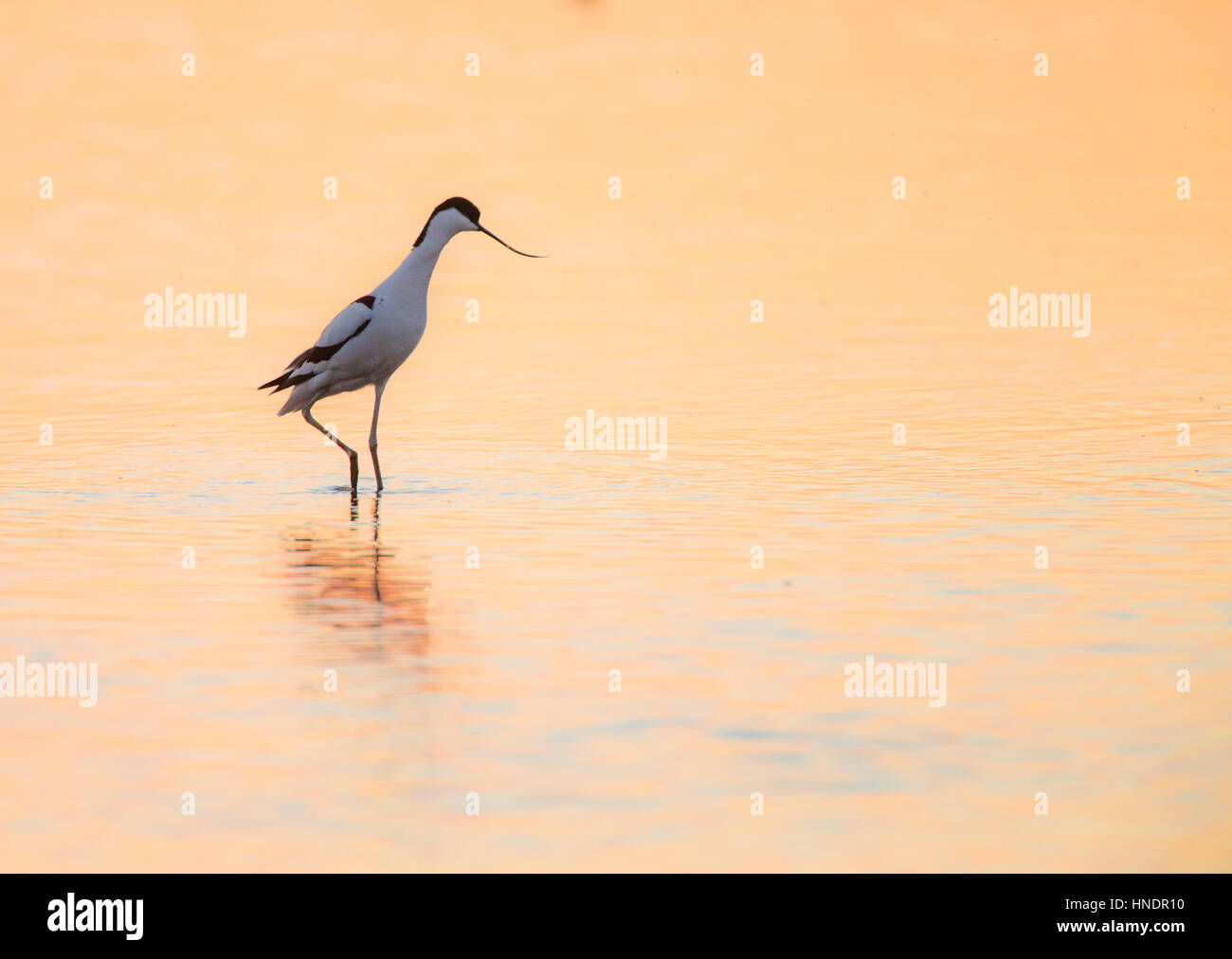 Avocet (Recurvirostra avosetta) montante a piedi attraverso il golden acqua al tramonto Foto Stock