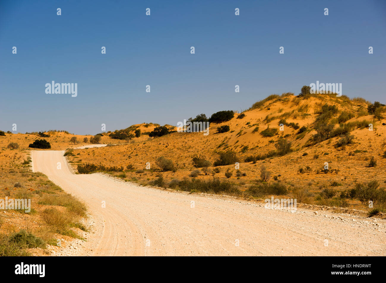 Tipica strada di ghiaia attraversando una duna rossa area al Kgalagadi Transfontier Park, Sud Africa Foto Stock