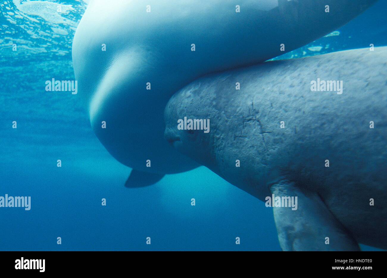 Balene Beluga o balena bianca, delphinapterus leucas, Madre e vitello Foto Stock