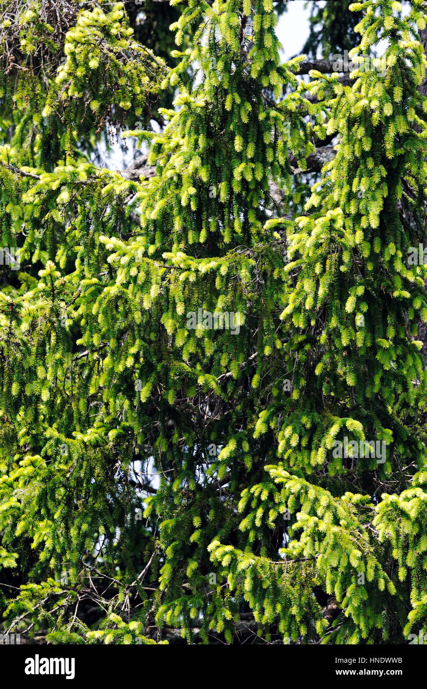 Foglie di rara golden Abete (Picea abies Aurea) girato in ambiente naturale (Slovenia, Loški potok). Foto Stock