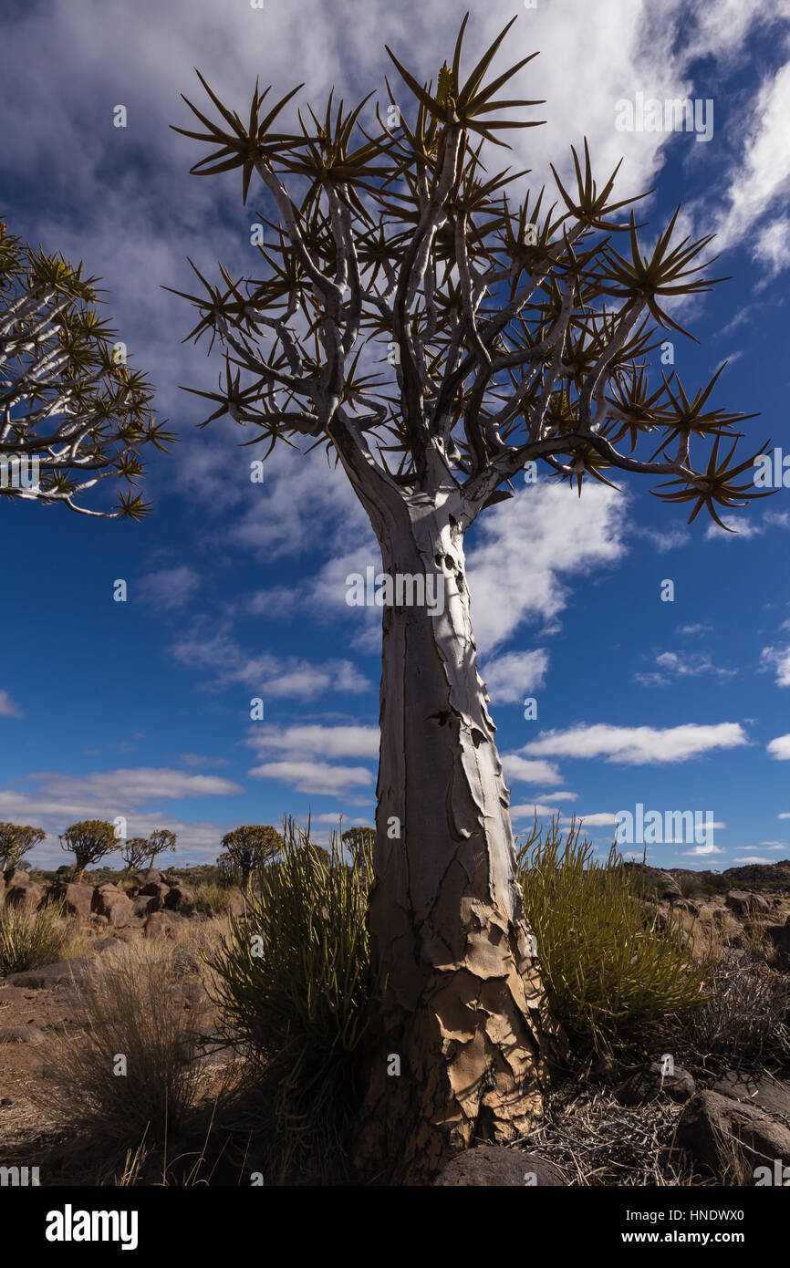 Per Quiver Tree Forest, Keetmanshoop, Namibia Foto Stock