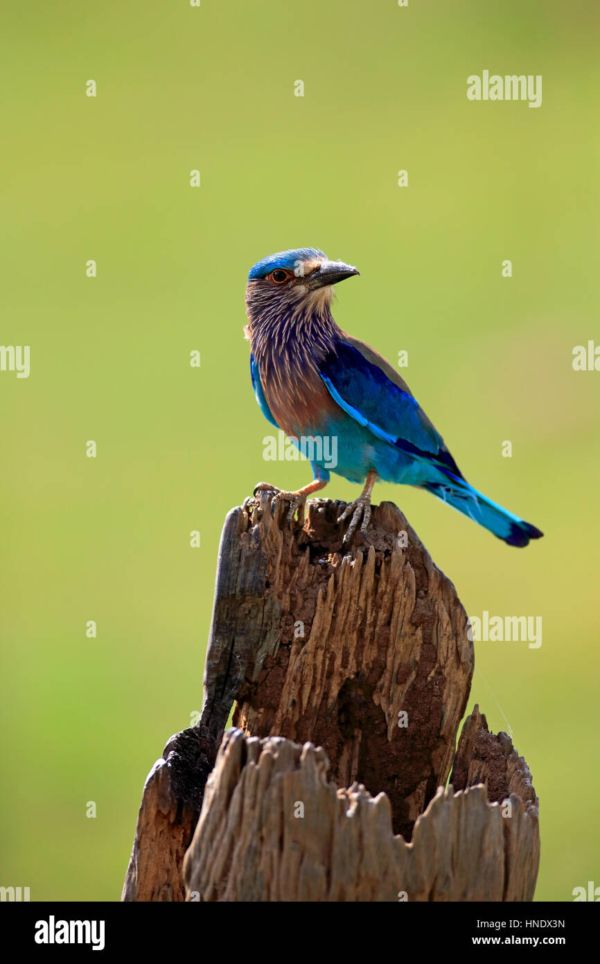 Rullo indiano, (Coracias benghalensis), Adulto sul ramo, Udawalawe Nationalpark, Sri Lanka, Asia Foto Stock