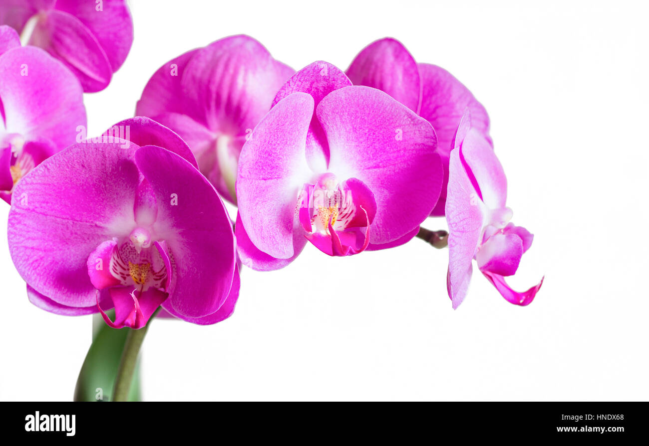 Rosa phalaenopsis orchid isolato Foto Stock