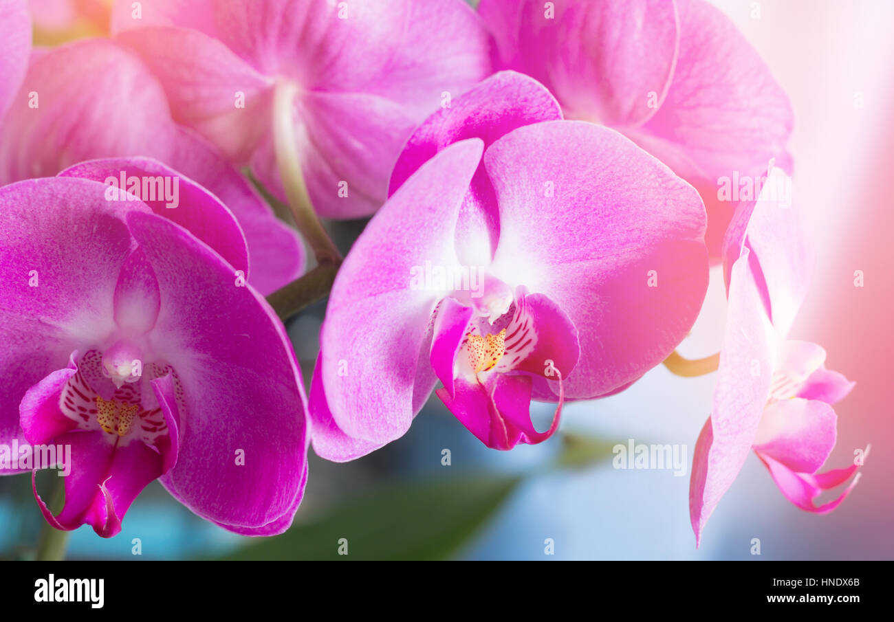 Pink orchid closeup Foto Stock