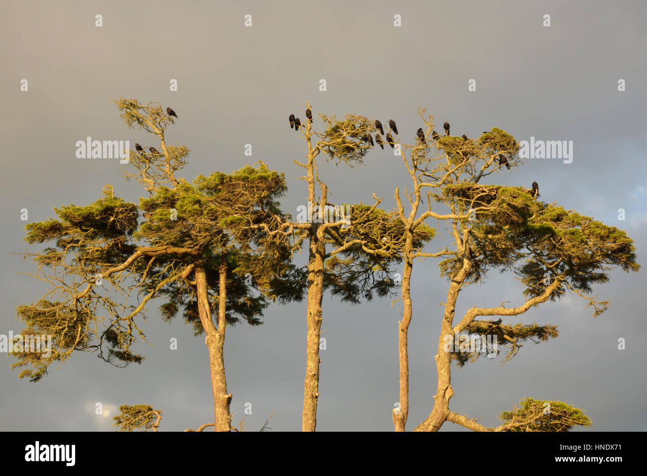 Rooks su un pino in sera la luce solare Foto Stock