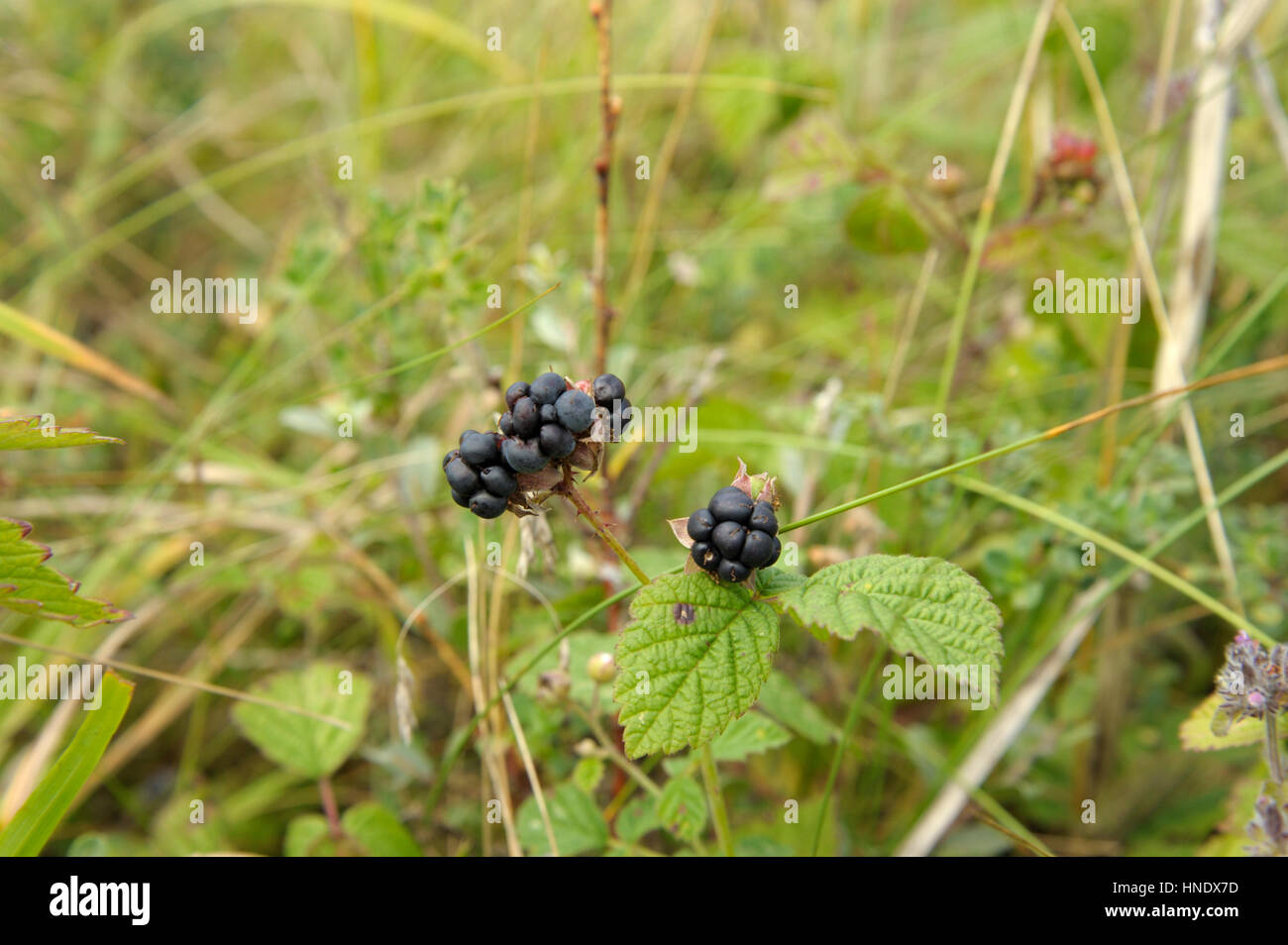 Dewberry, Rubus caesius, frutta Foto Stock