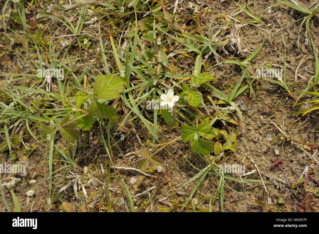 Dewberry, Rubus caesius Foto Stock