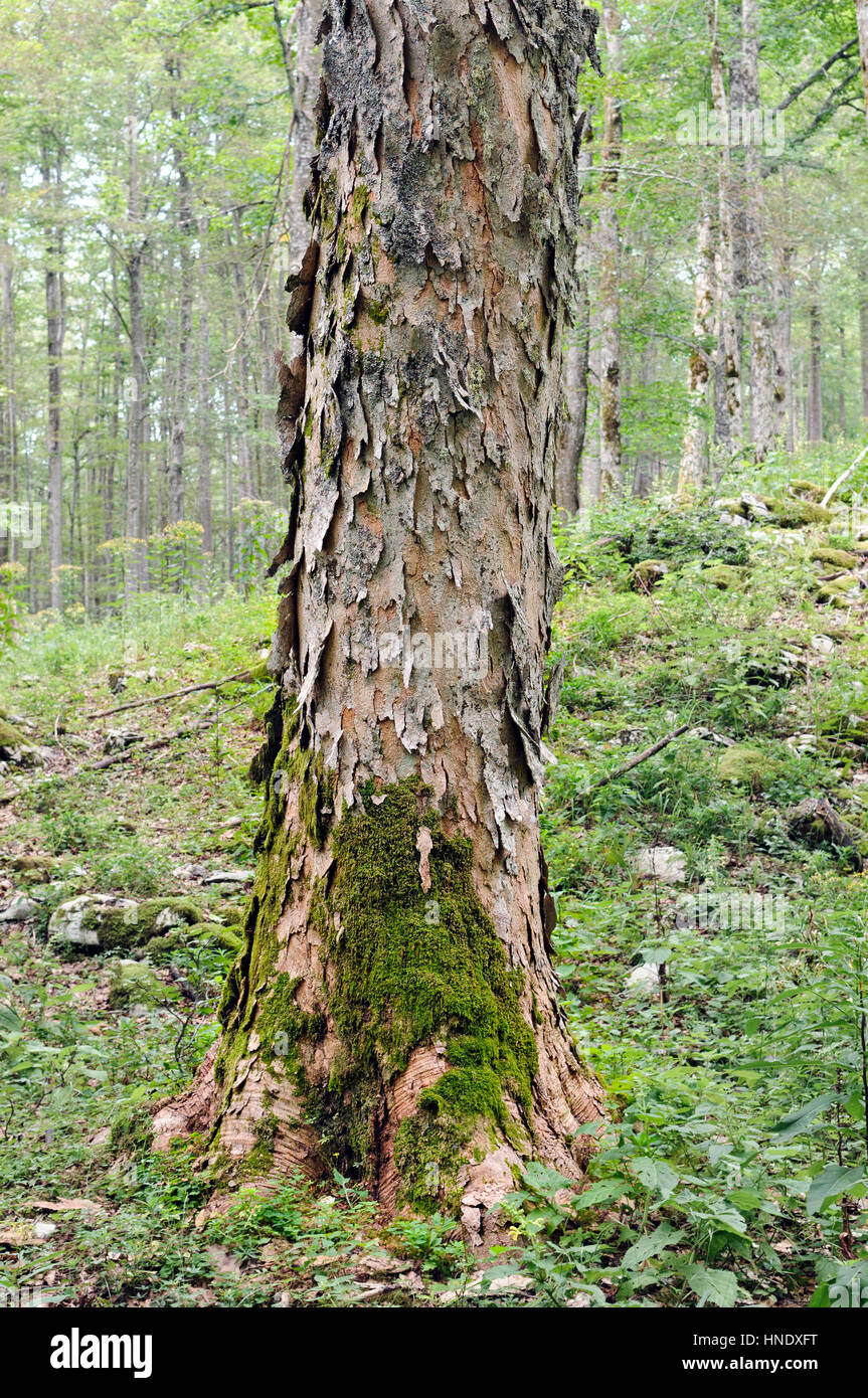 Il tronco di un acero di monte (Acer pseudoplatanus) Foto Stock
