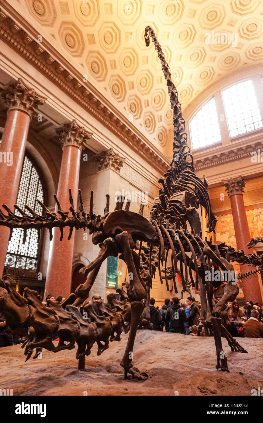 Fossili di dinosauro nella hall del Museo Americano di Storia Naturale di New York City, Stati Uniti d'America Foto Stock