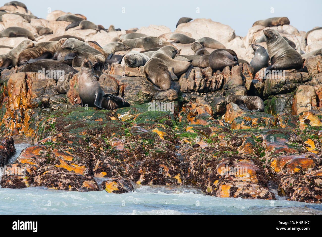 Capo le foche sul Geyser Rock, Gansbaai, Sud Africa Foto Stock