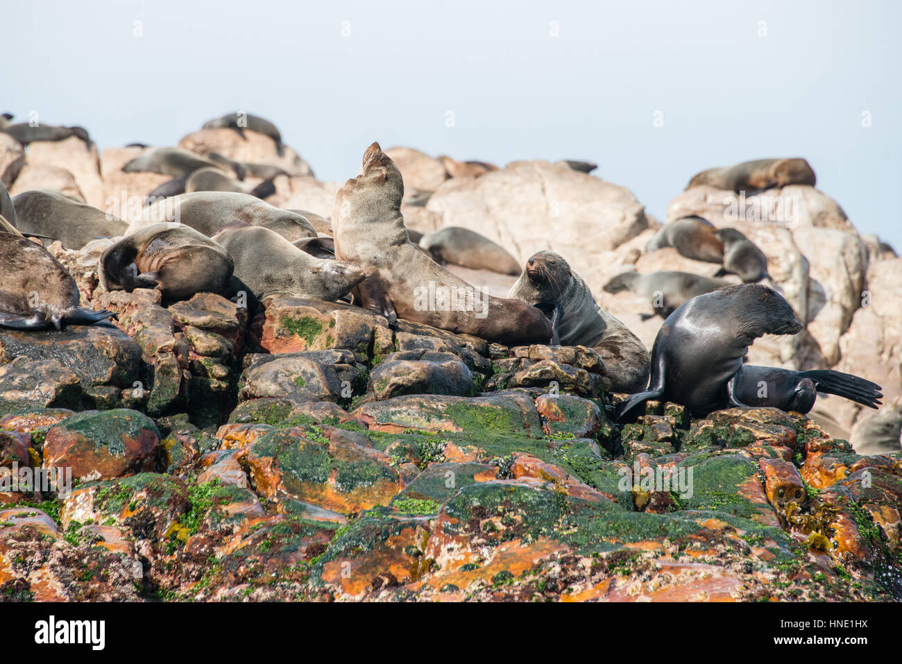 Capo le foche sul Geyser Rock, Gansbaai, Sud Africa Foto Stock