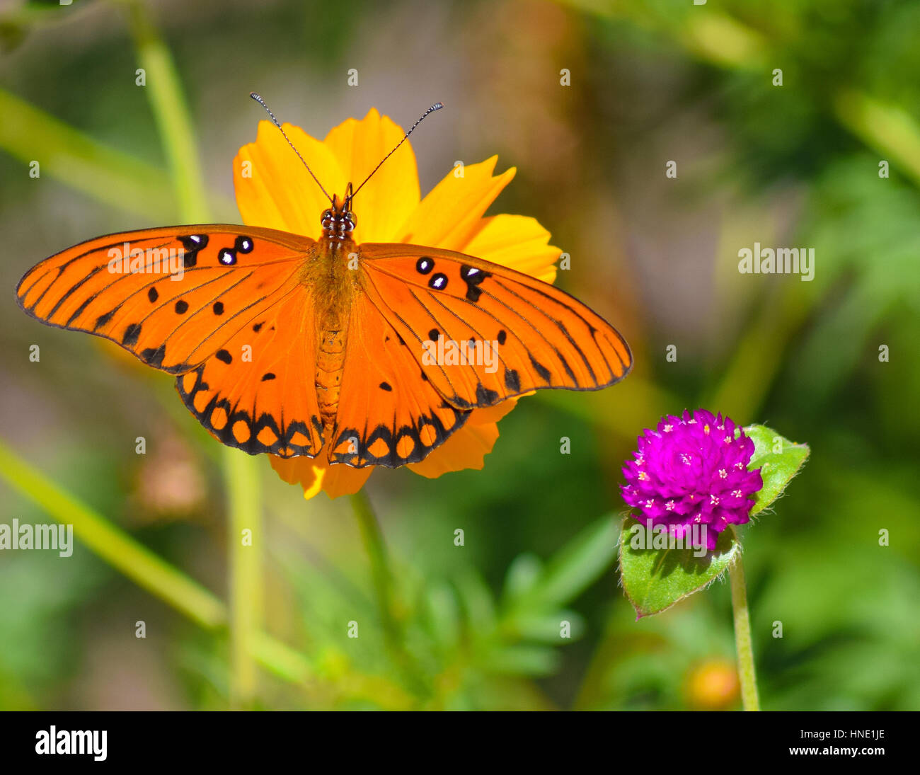 Desiderosi di nettare, questa farfalla si diffonde le sue ali. Foto Stock
