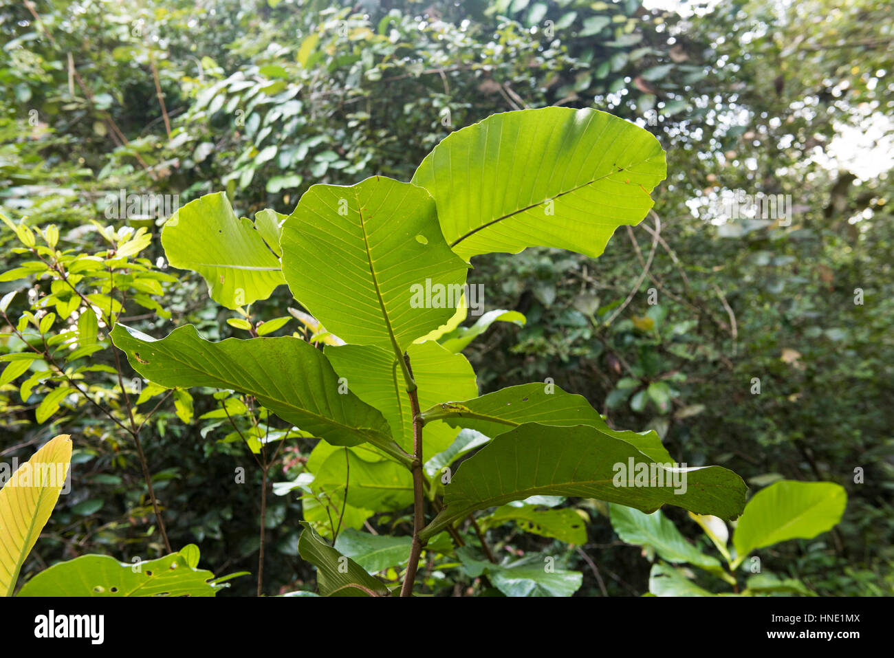 La flora, la riserva forestale di Sinharaja, Sri Lankae Foto Stock