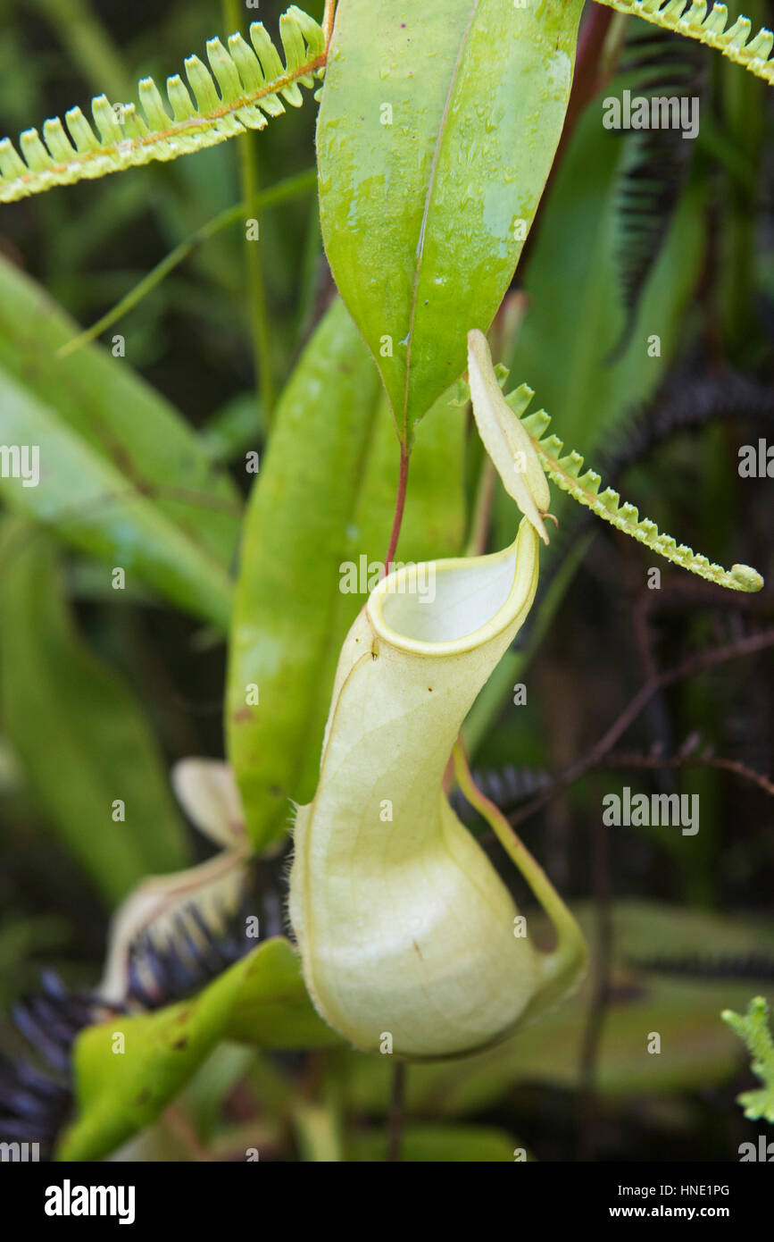 Pianta brocca, Nepenthes distillatoria, riserva forestale di Sinharaja, Sri Lanka Foto Stock