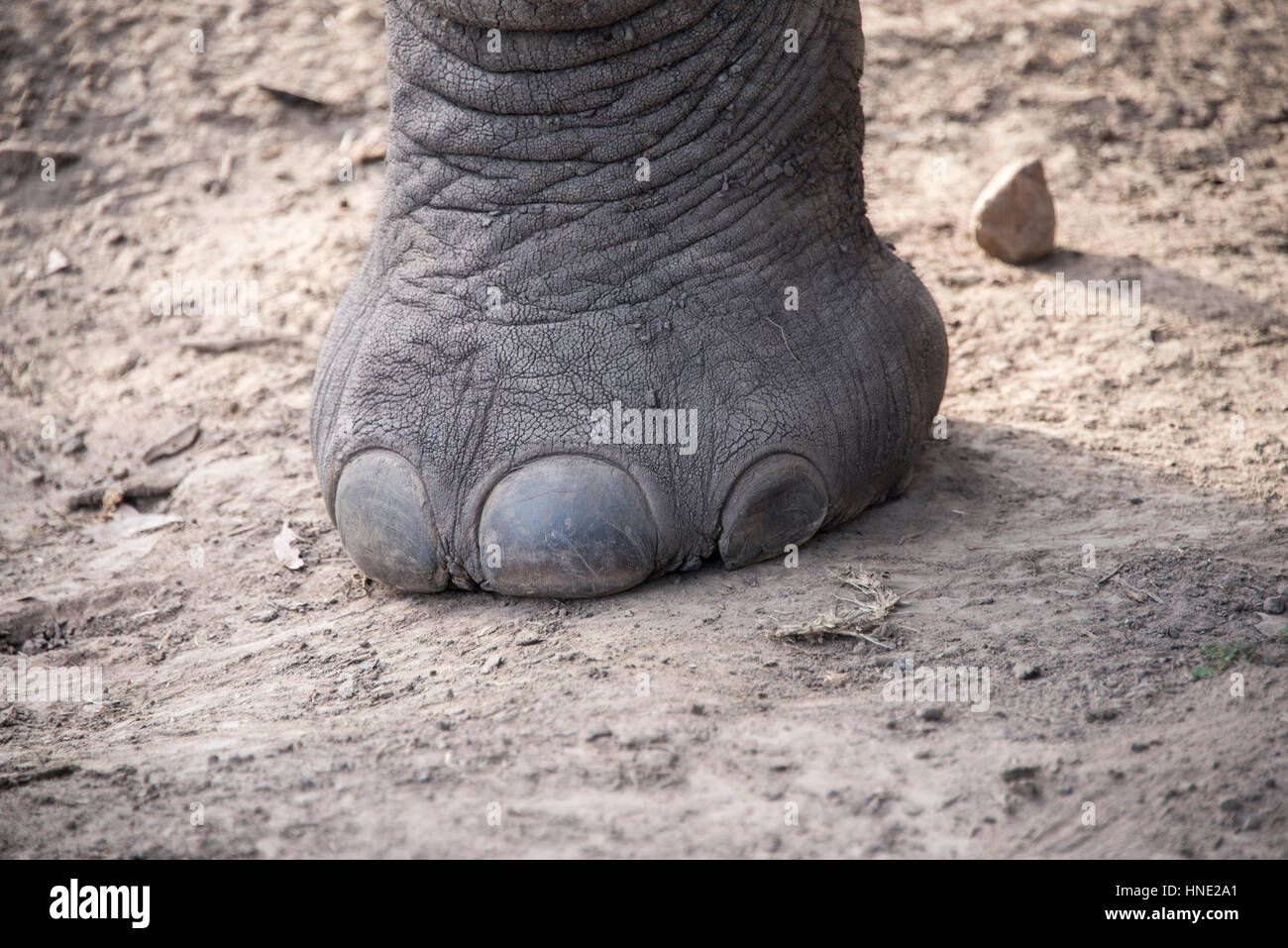 In prossimità di un piede di elefante Foto Stock