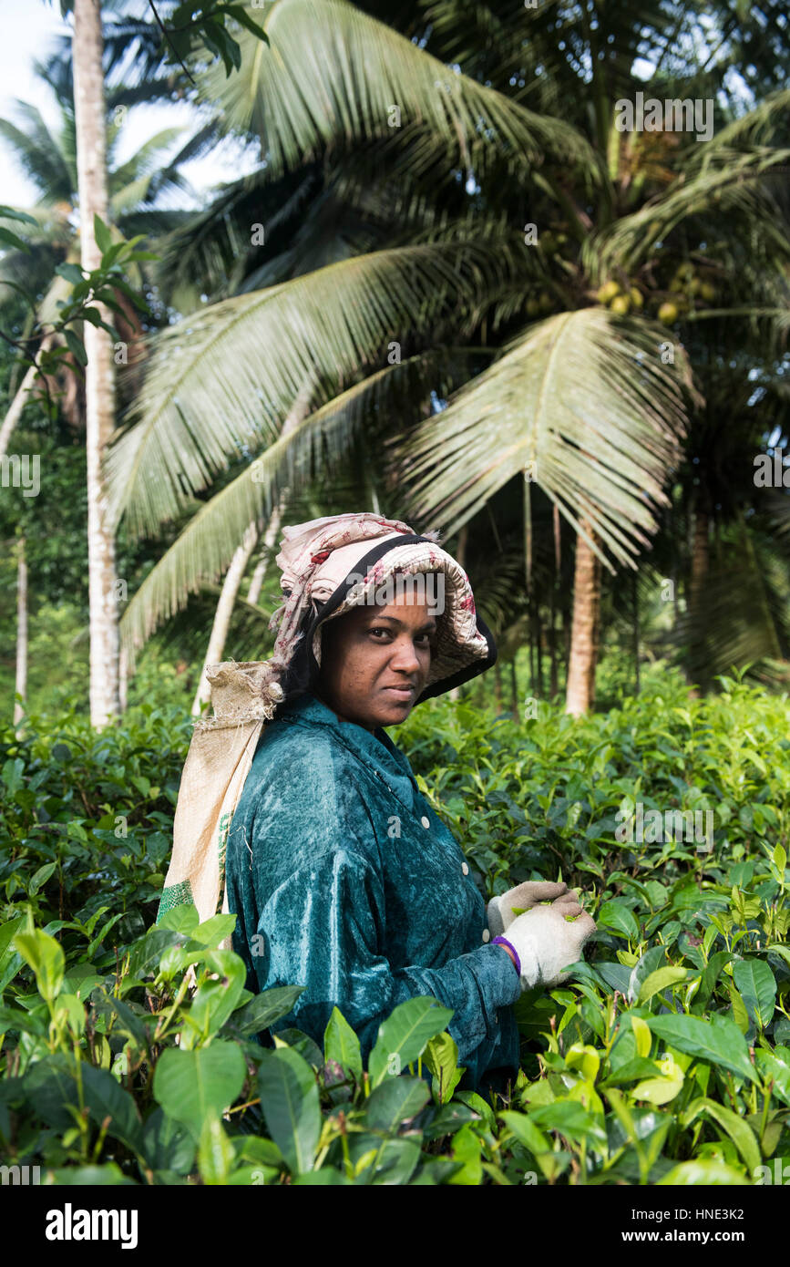 Raccoglitrice di tè, Kudawa, Sri Lanka Foto Stock