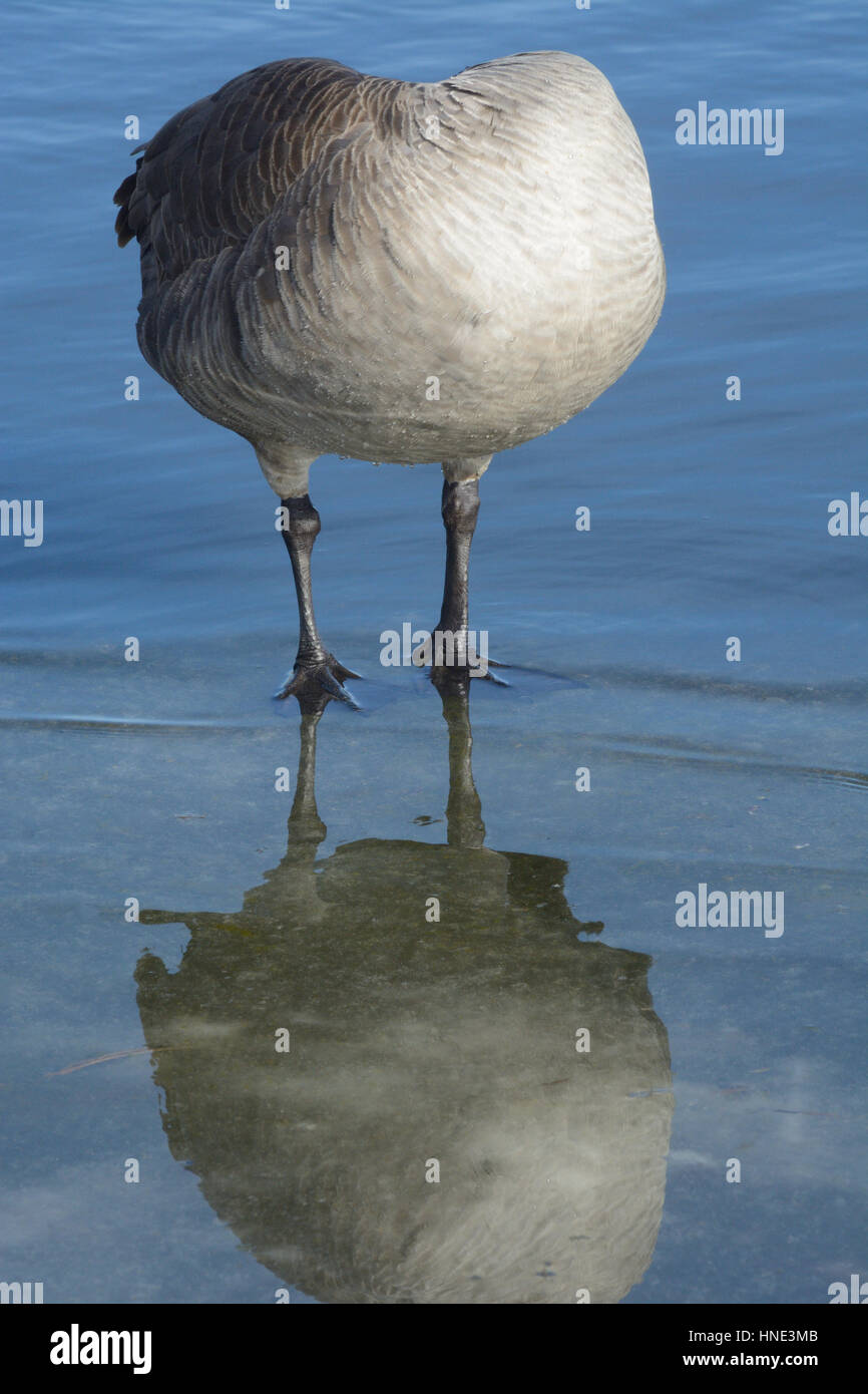 Abstrac forma di Canada Goose preening piume mentre in piedi in acqua Foto Stock