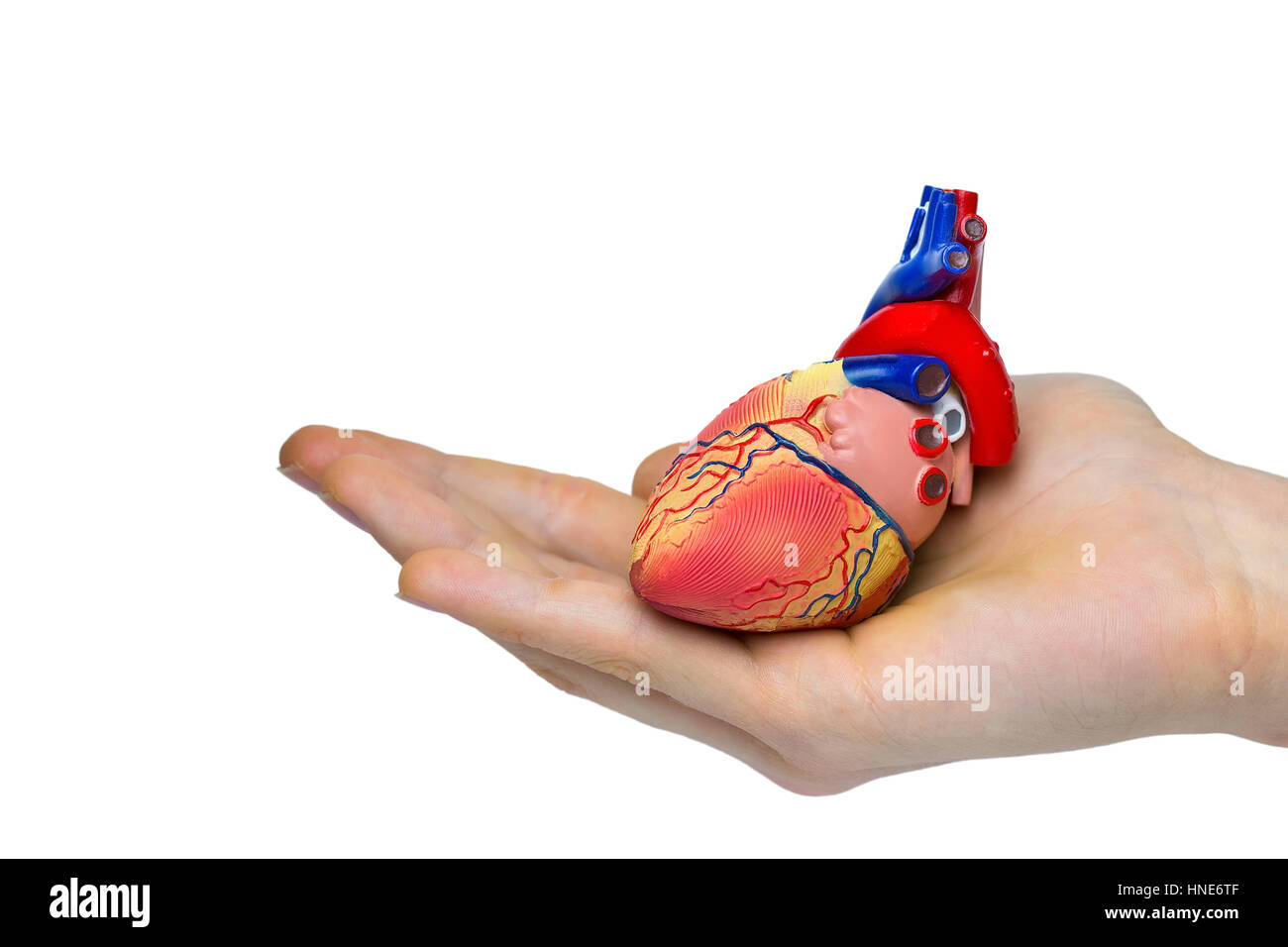 Umano artificiale modello cuore sul lato isolato su sfondo bianco Foto Stock