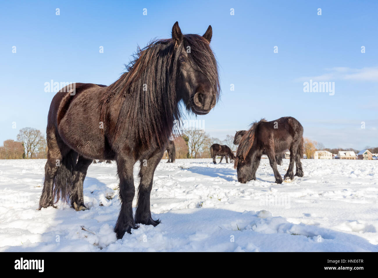 Più nero cavalli frisone in inverno la neve sulla giornata di sole Foto Stock