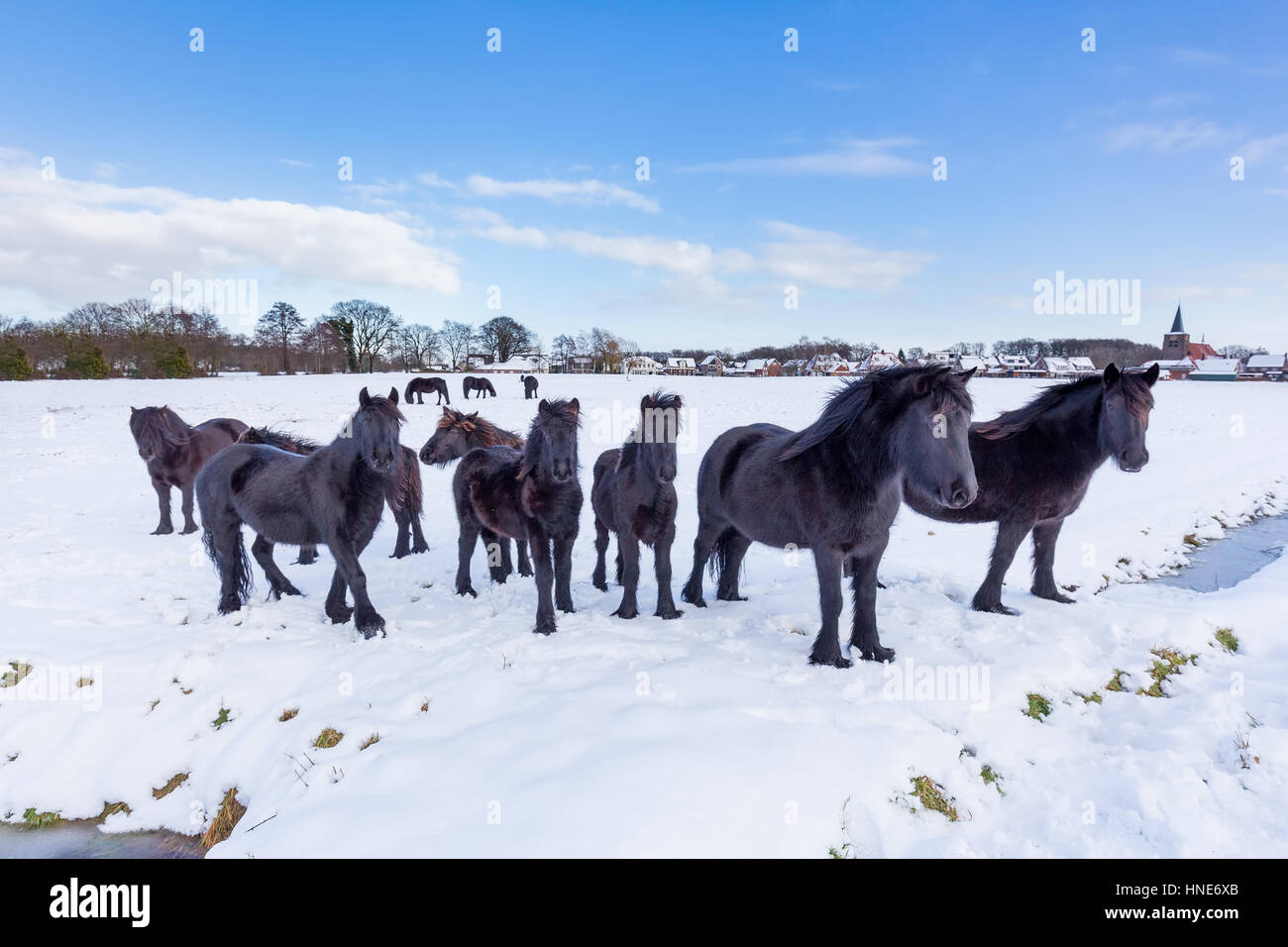 Allevamento di fregio nero dei cavalli nella neve durante la stagione invernale Foto Stock