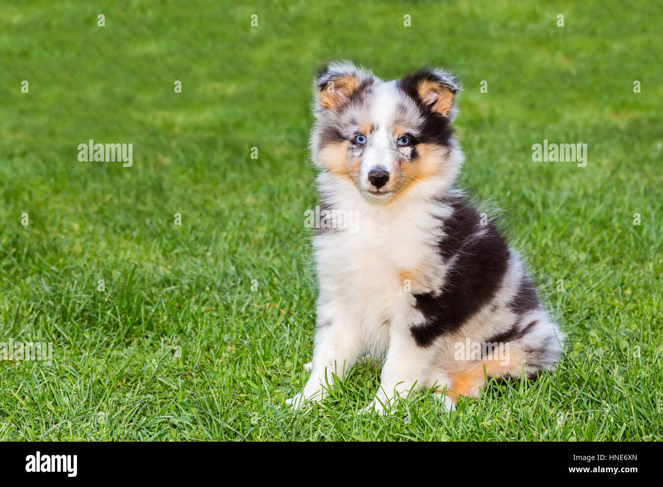Ritratto di un giovane cucciolo sheltie seduto su erba verde Foto Stock
