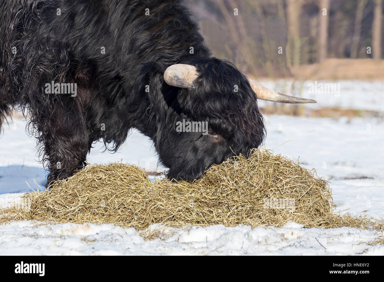 Nero highlander scozzese mucca mangiare fieno in inverno la neve Foto Stock