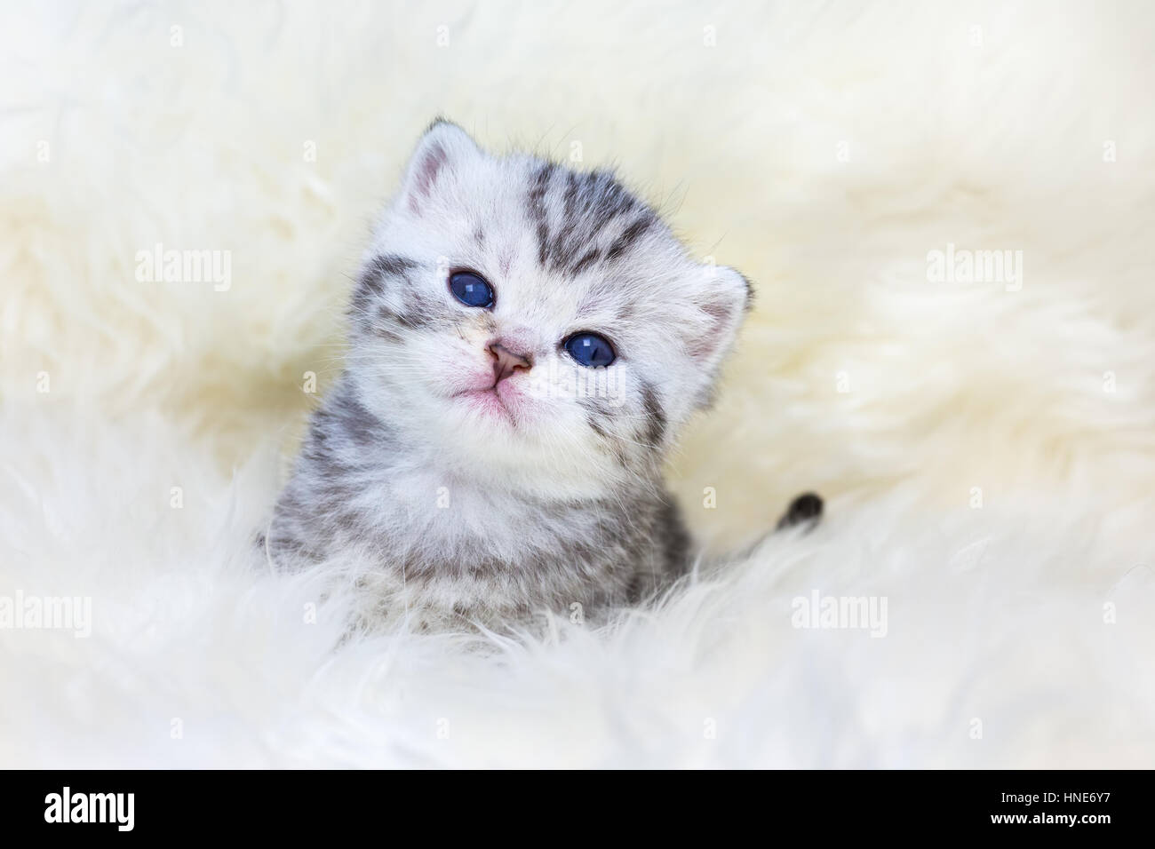 Giovani silver tabby cat seduti sulla pelliccia di pecora Foto Stock