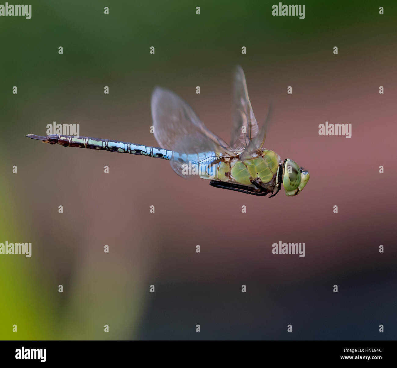 La cattura di una libellula in volo è una sfida. Essi sono veloci e hanno tale bellezza. Una delle meraviglie della natura che hanno una durata di vita relativamente breve. Foto Stock