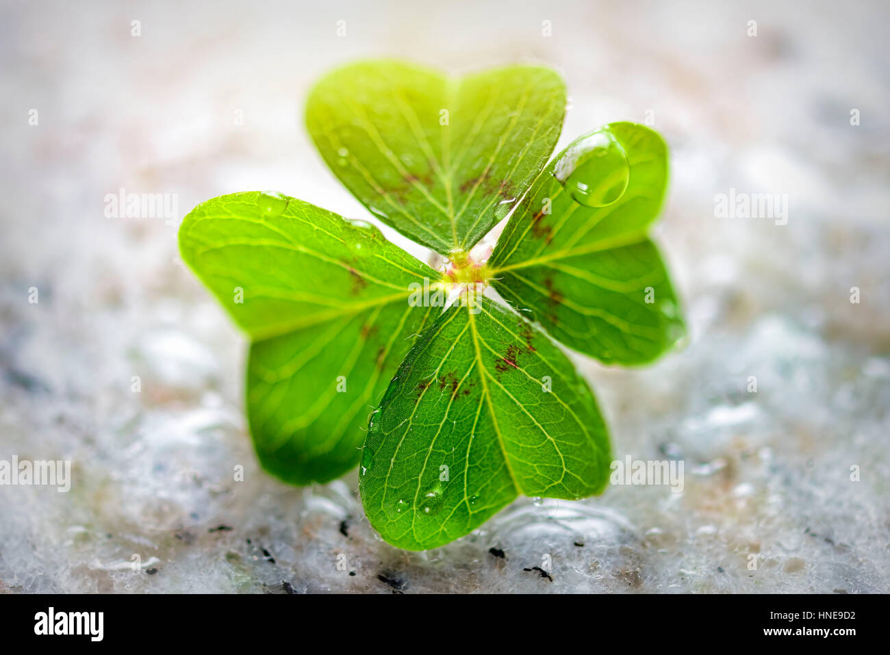 Ne E Simbolo Il Quadrifoglio Pianta di trifoglio acido immagini e fotografie stock ad alta