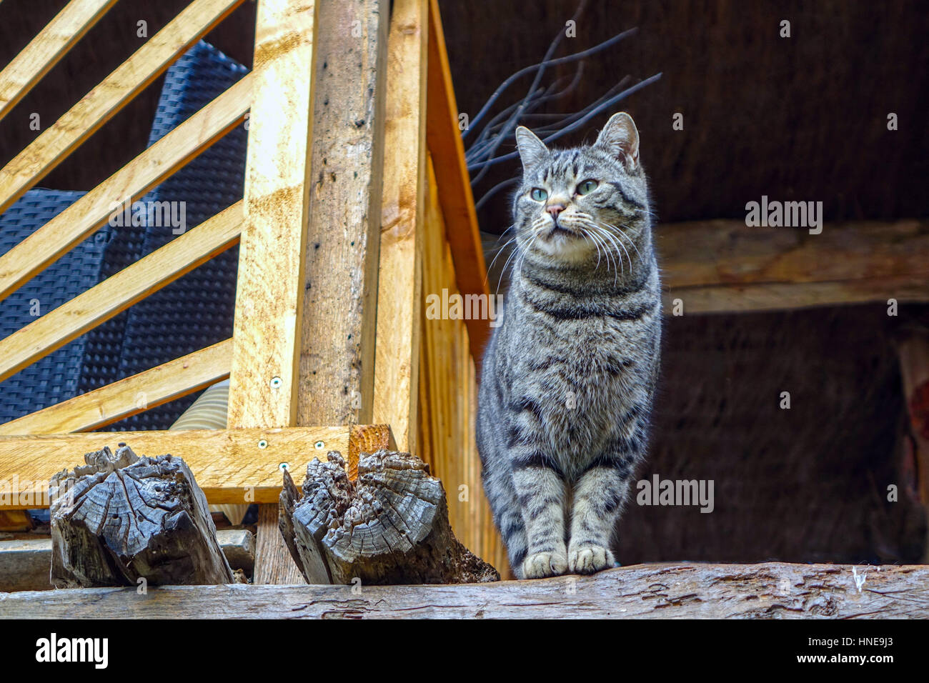 Grigio e bianco tabby cat tiger guardando intorno Foto Stock