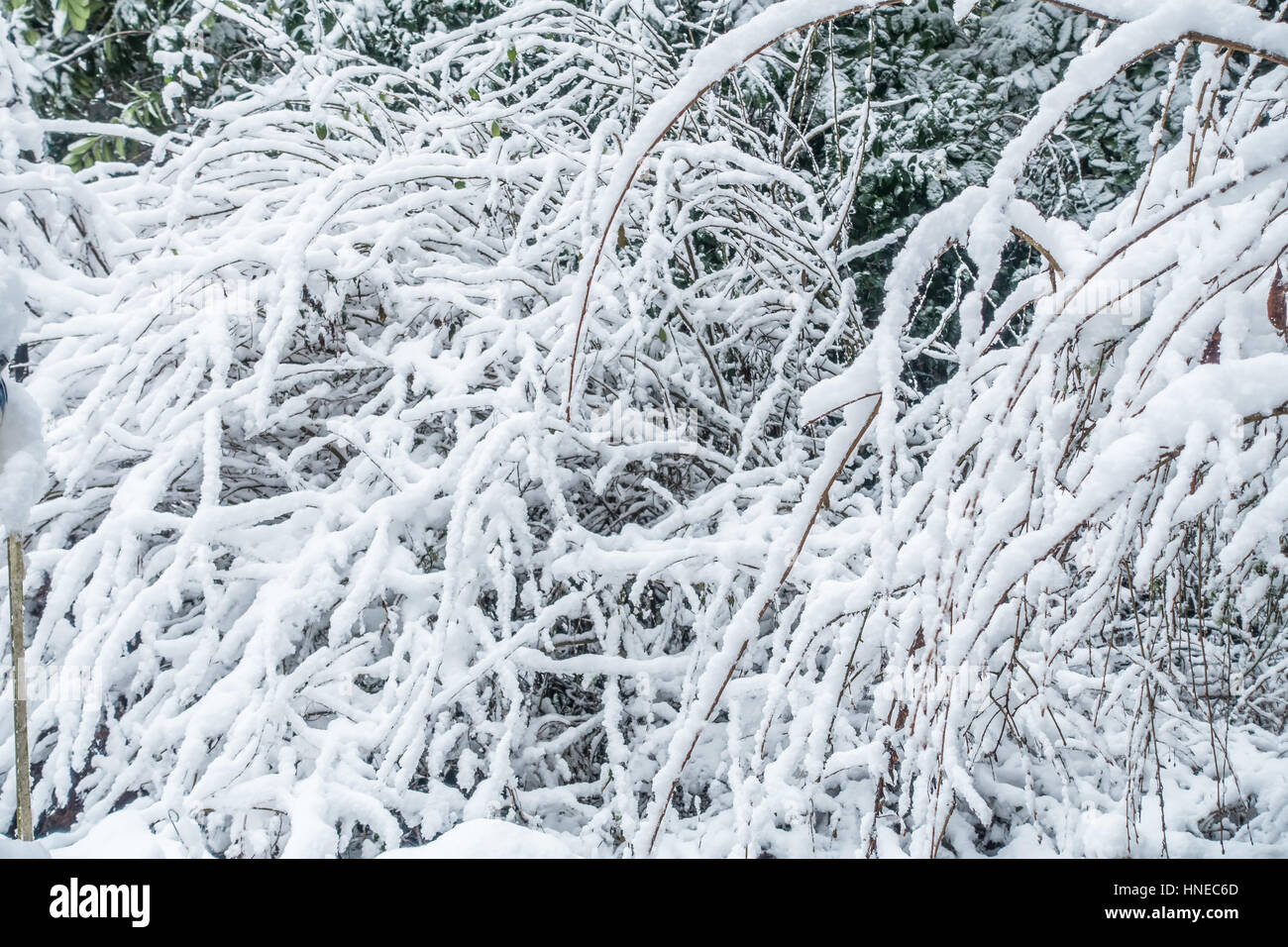Snow aggrappandosi ad una boccola assomiglia a cotone. Foto Stock