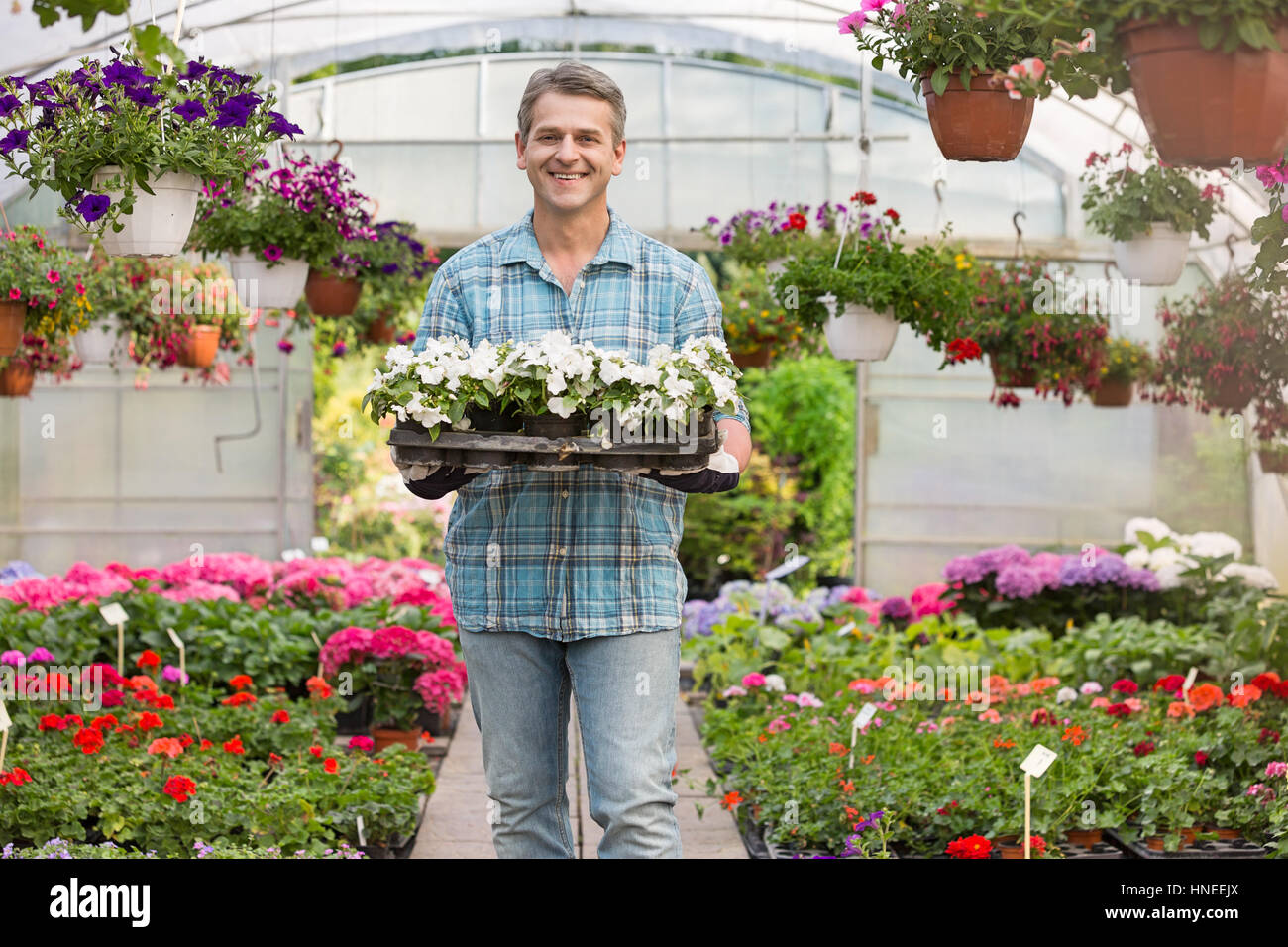 Ritratto di felice giardiniere portante cassa con vasi di fiori in serra Foto Stock