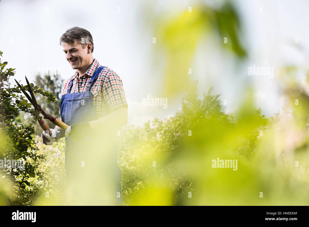 Sorridente giardiniere rifilatura a rami di alberi in vivaio Foto Stock