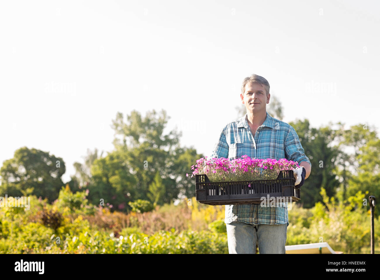 Ritratto di giardiniere portante cassa con vasi di fiori nel giardino Foto Stock