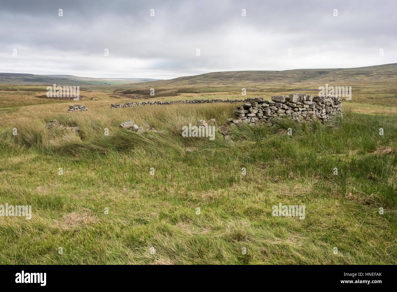 Derelitti ovile di un tipo denominato stell, a Little Red Gill, Arkengarthdale. Costruito come un rifugio da neve e vento sulla unenclosed terra comune Foto Stock