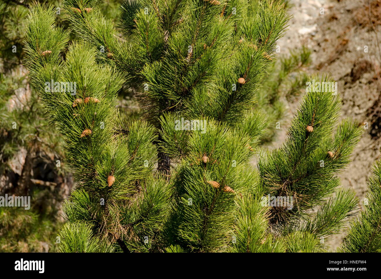 Montagna in montagna Lozen con astragalo e foresta in cima, Pancharevo, Bulgaria Foto Stock