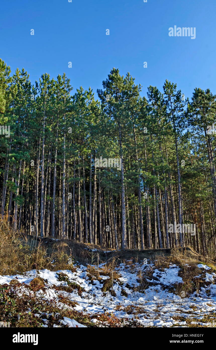 Inverno soleggiato foresta di pini di montagna Lozen, Pancharevo, Bulgaria Foto Stock