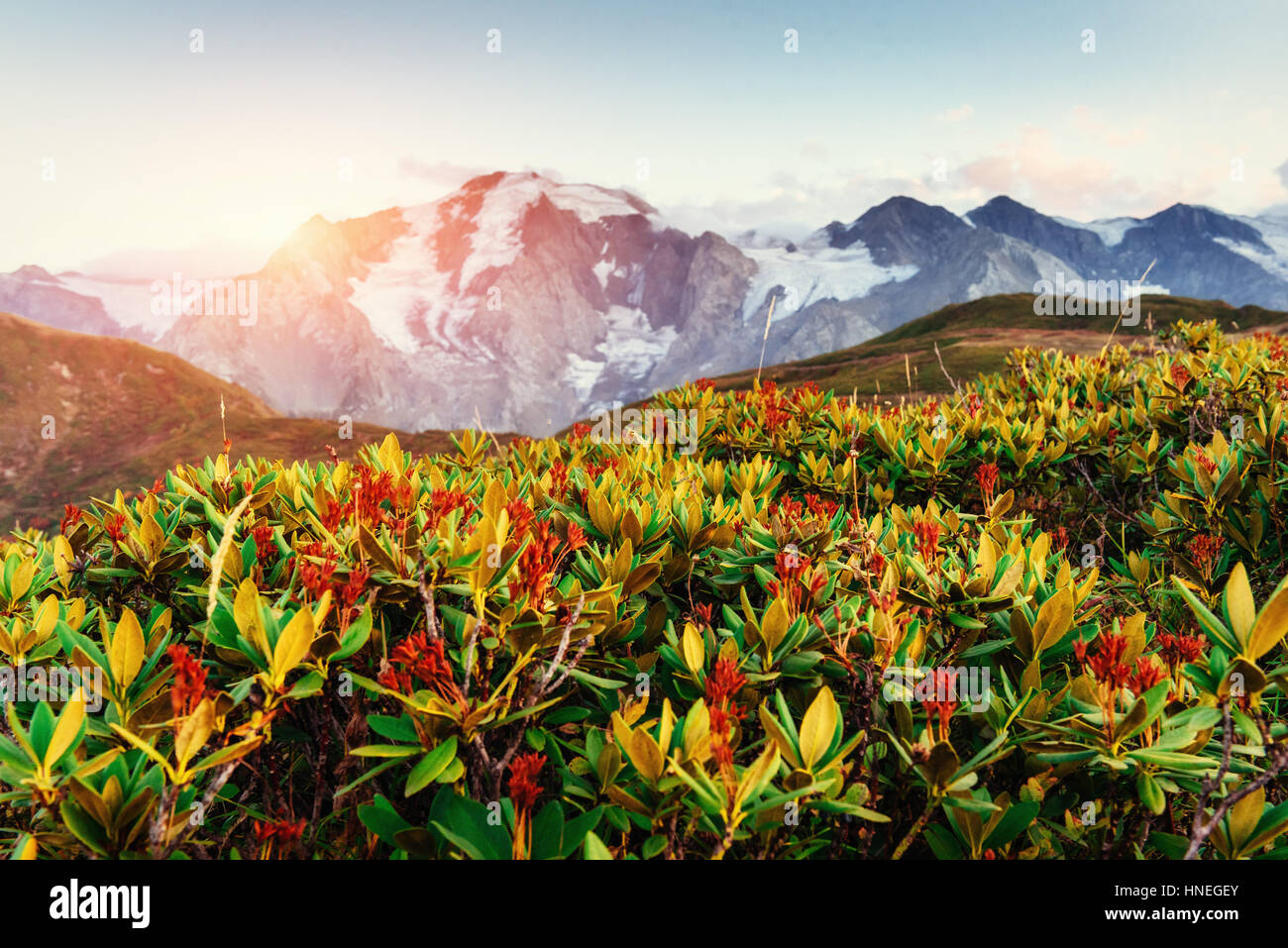 In fiore fiori di rododendro nelle montagne del Caucaso. Svane superiore Foto Stock