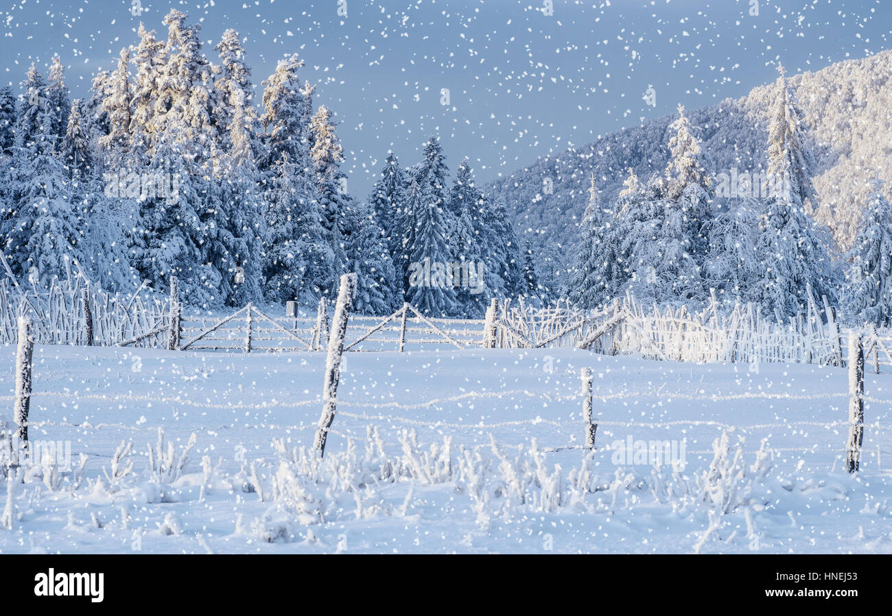 Paesaggio di inverno alberi e recinzioni in brina, sfondo con s Foto Stock