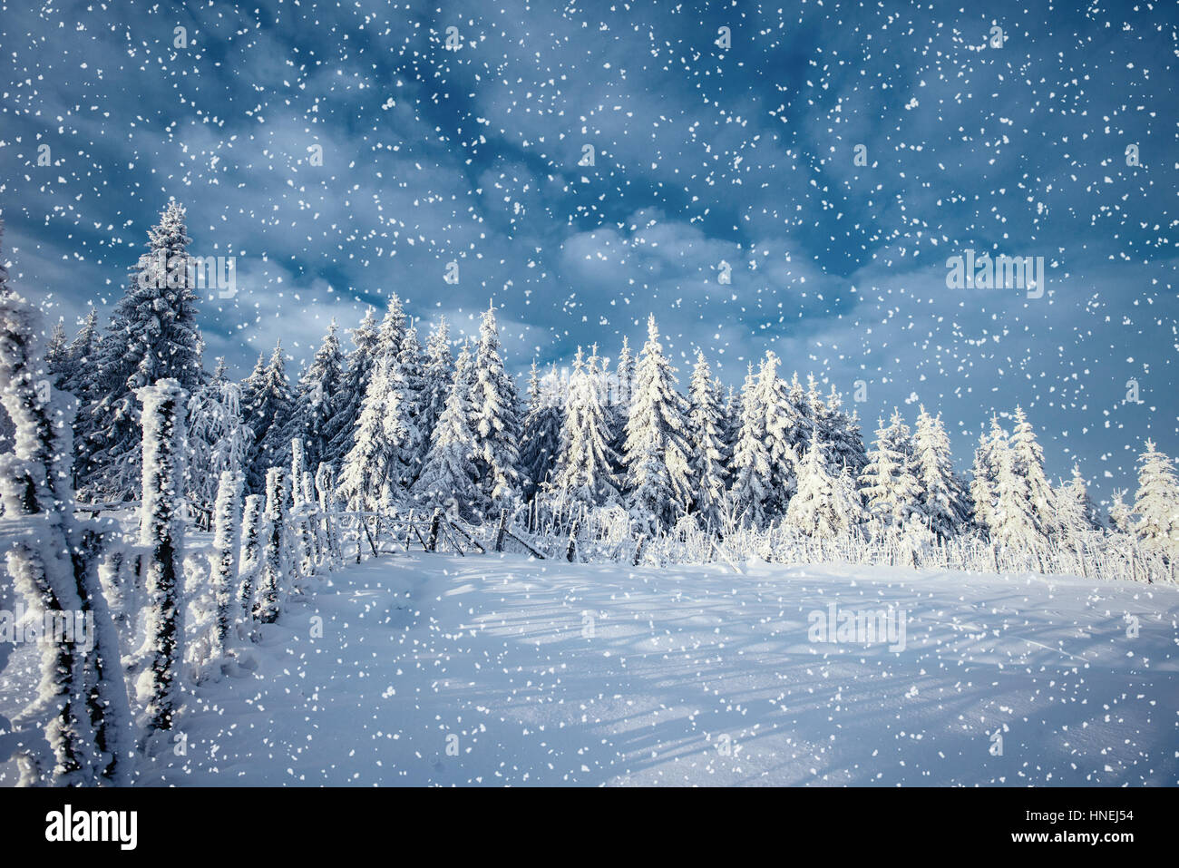 Paesaggio di inverno alberi e recinzioni in brina, sfondo con s Foto Stock