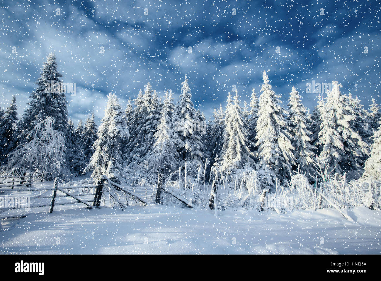 Paesaggio di inverno alberi e recinzioni in brina, sfondo con s Foto Stock