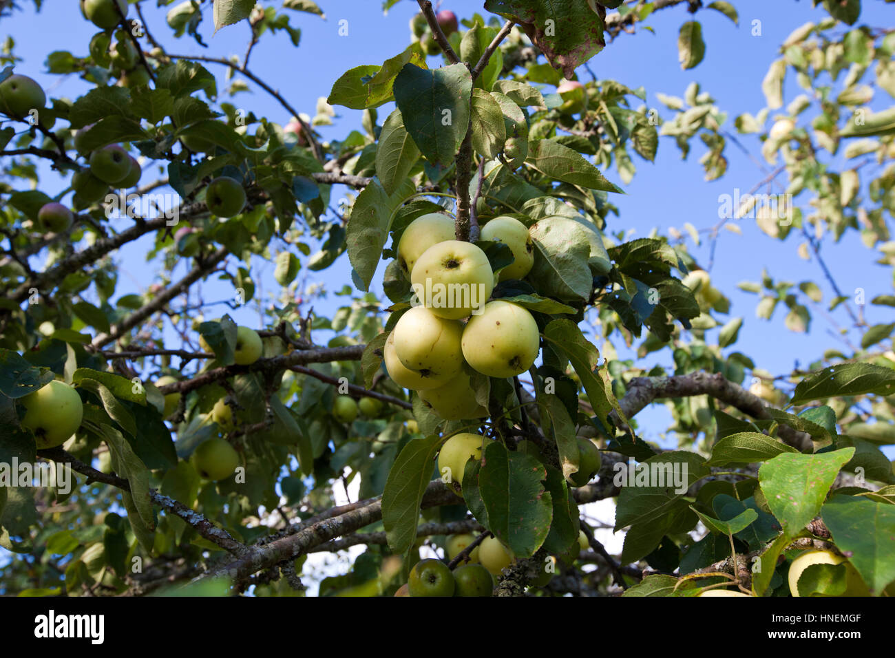 Vista ravvicinata di mele verdi crescente su albero Foto Stock