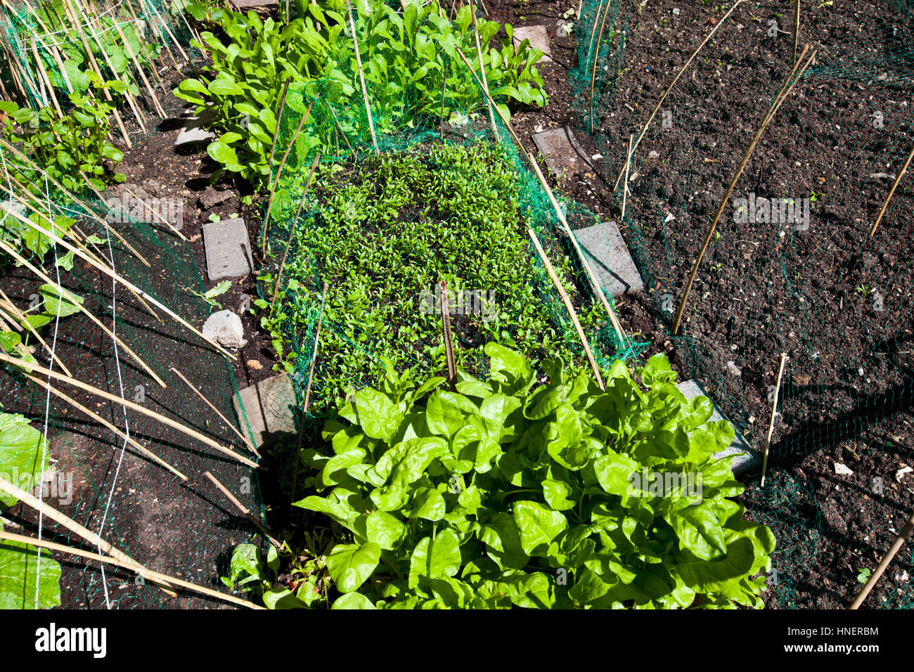 Letto orto con verdure crescente Foto Stock