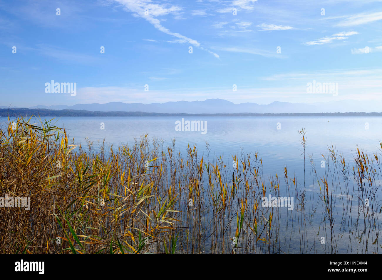 Reed sulla riva del lago di Como, il lago di Starnberg, Bernried, Fünfseenland, Alpi posteriore, Alta Baviera, Baviera, Germania Foto Stock