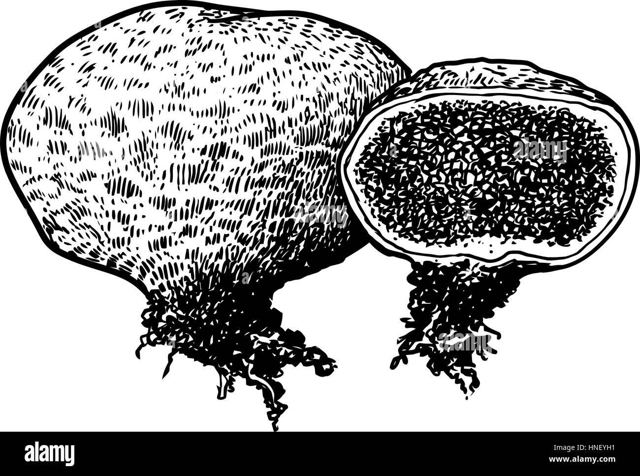 Fungo Puffball illustrazione, disegno, incisione, line art Illustrazione Vettoriale