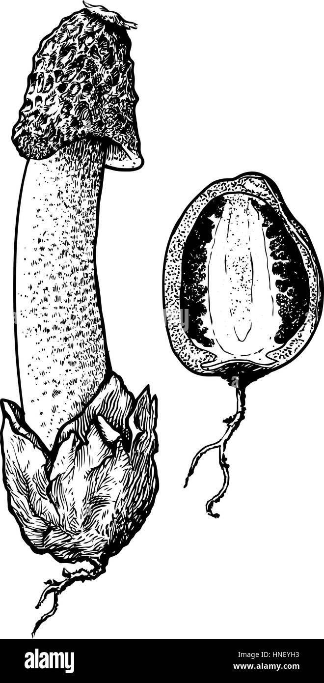 Fungo Stinkhorn illustrazione, disegno, incisione, line art Illustrazione Vettoriale