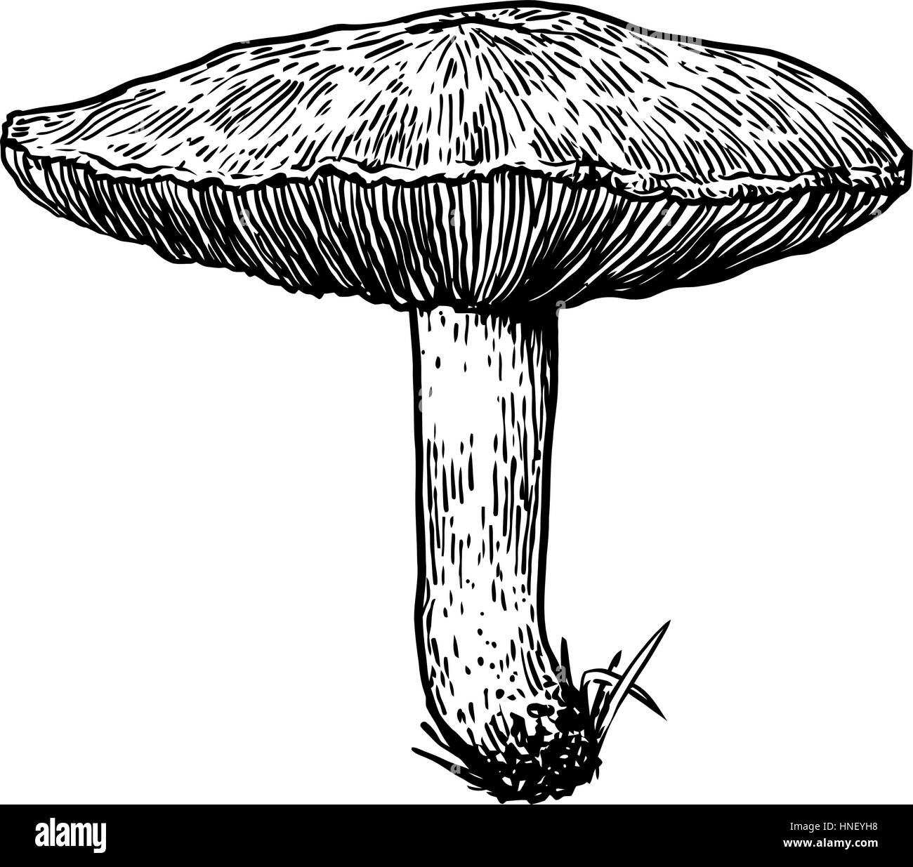 Illustrazione di funghi, disegno, incisione, line art Illustrazione Vettoriale