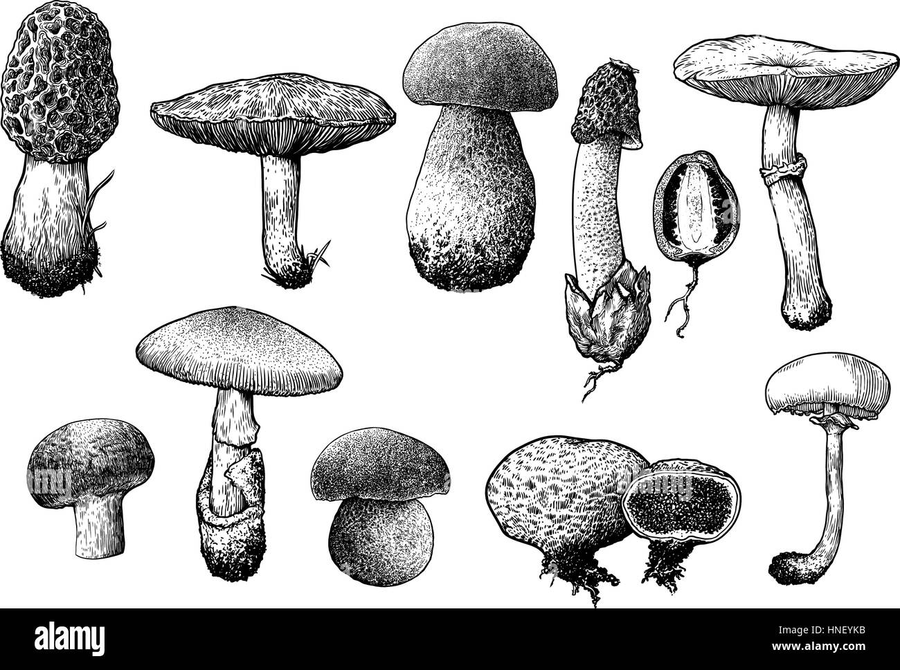 La raccolta di funghi illustrazione, disegno, incisione, line art Illustrazione Vettoriale