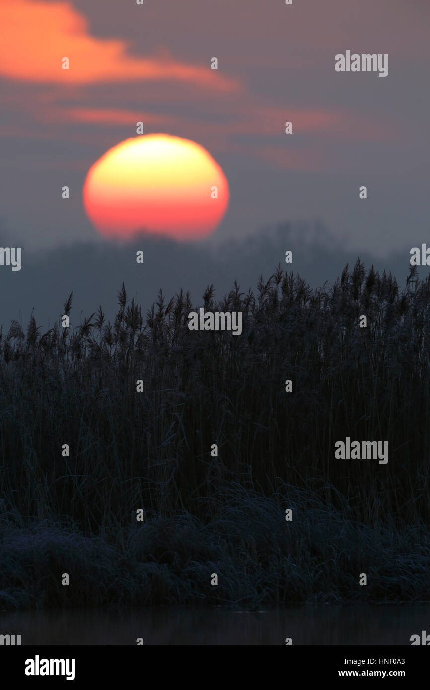 Sunrise over reed-rivestita a riva, Leiner Lago, Riserva della Biosfera dell'Elba centrale, Sassonia-Anhalt, Germania Foto Stock