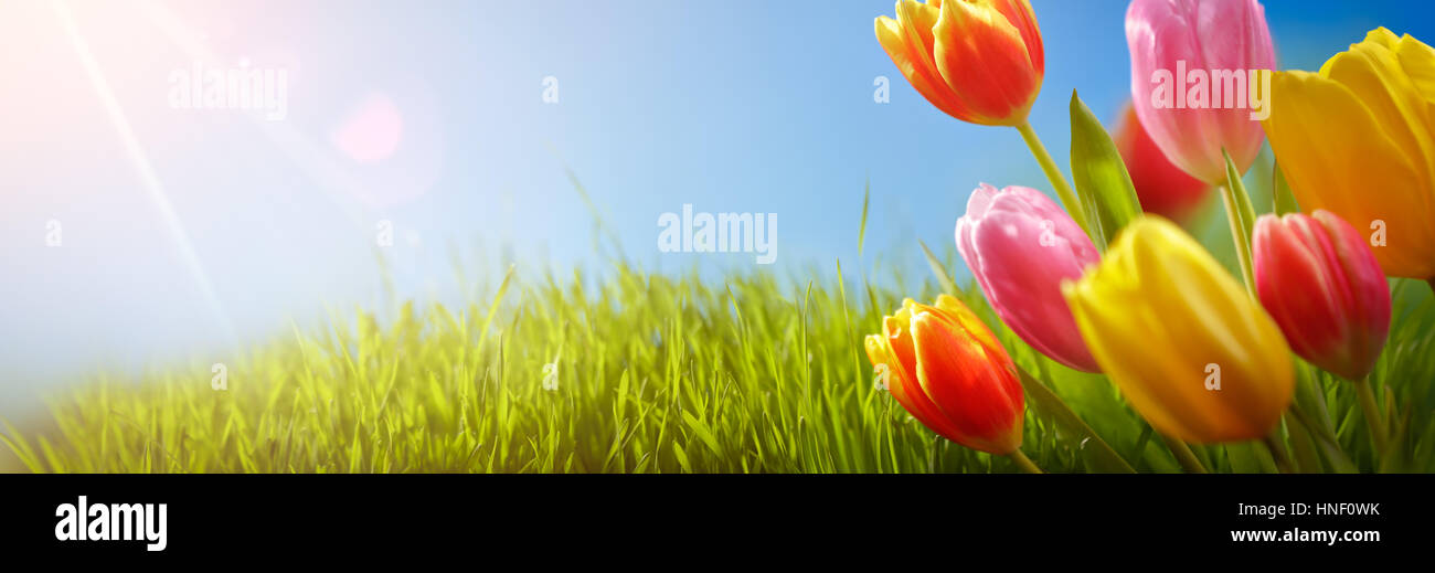 La molla tulipani nel campo,sullo sfondo della natura Foto Stock